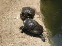 Caltech Turtles